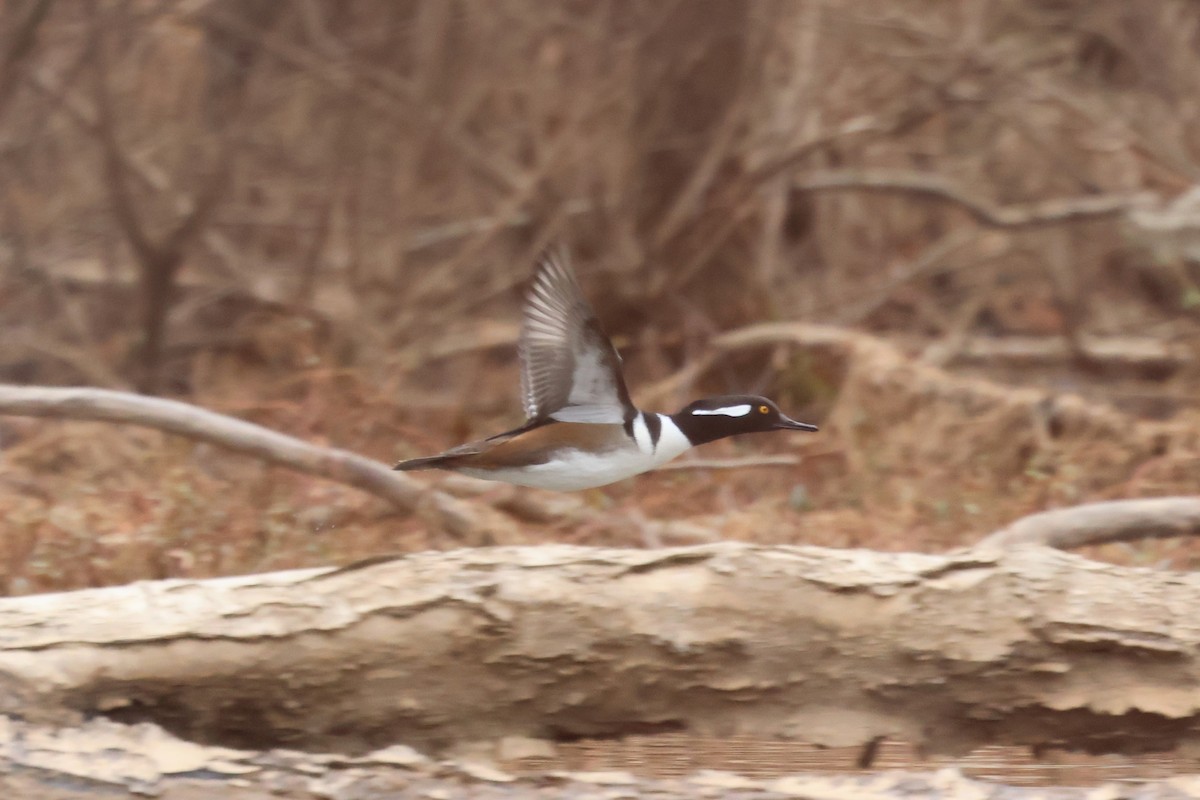 Hooded Merganser - ML646424228