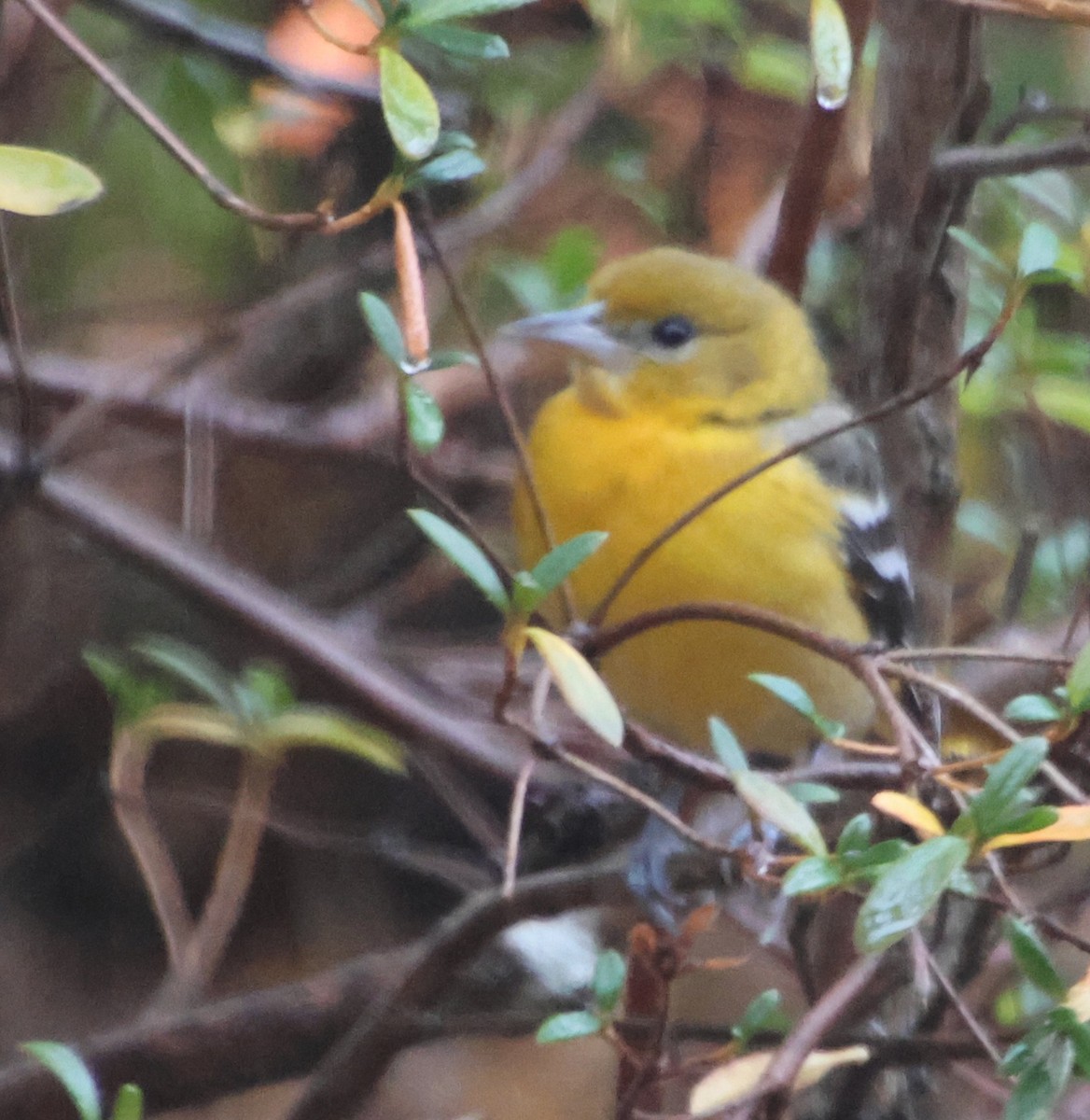 trupiál baltimorský - ML646424229