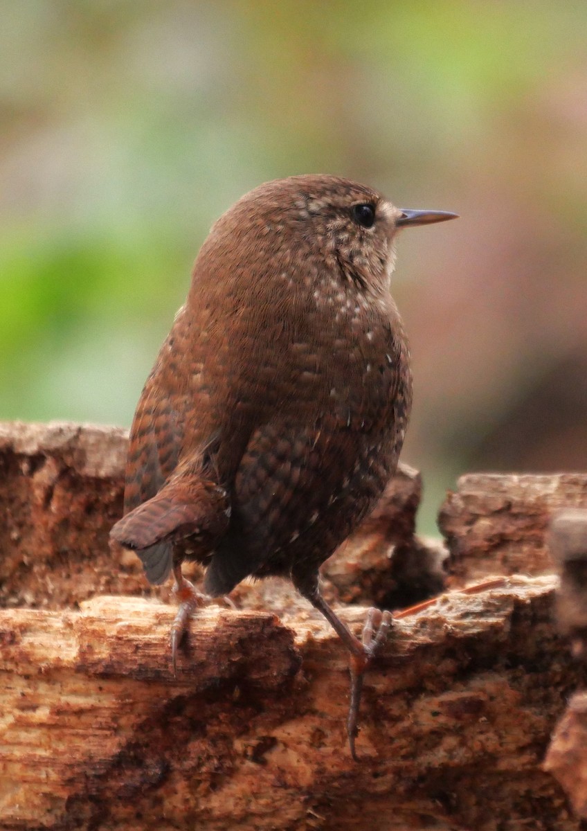 Winter Wren - ML646424230
