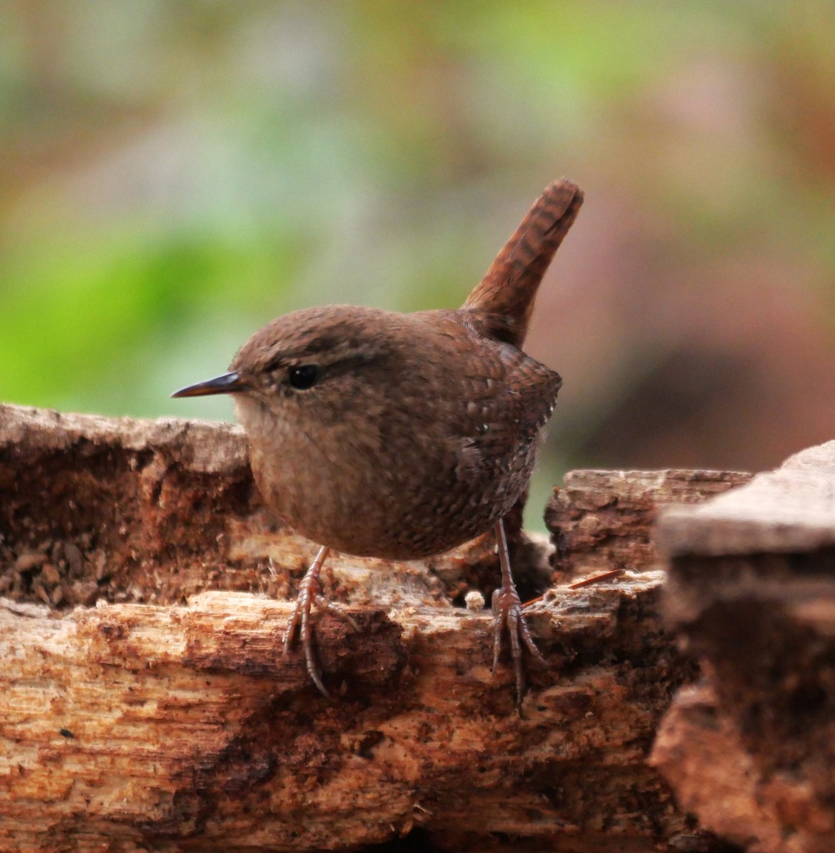 Winter Wren - ML646424231