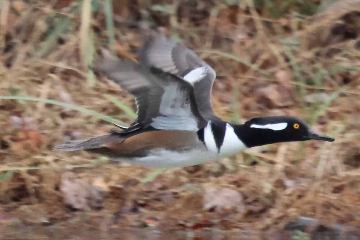 Hooded Merganser - ML646424232