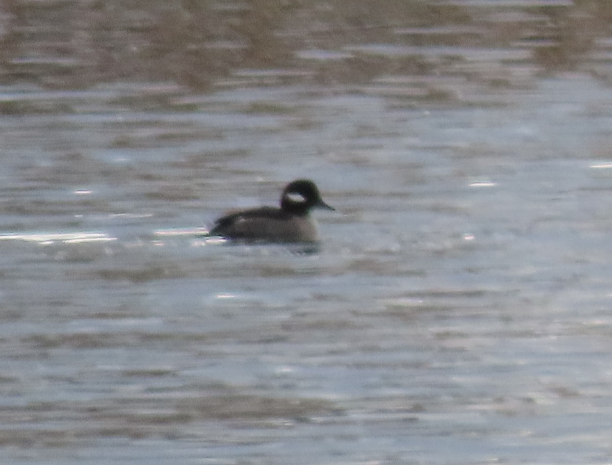 Bufflehead - ML646424234