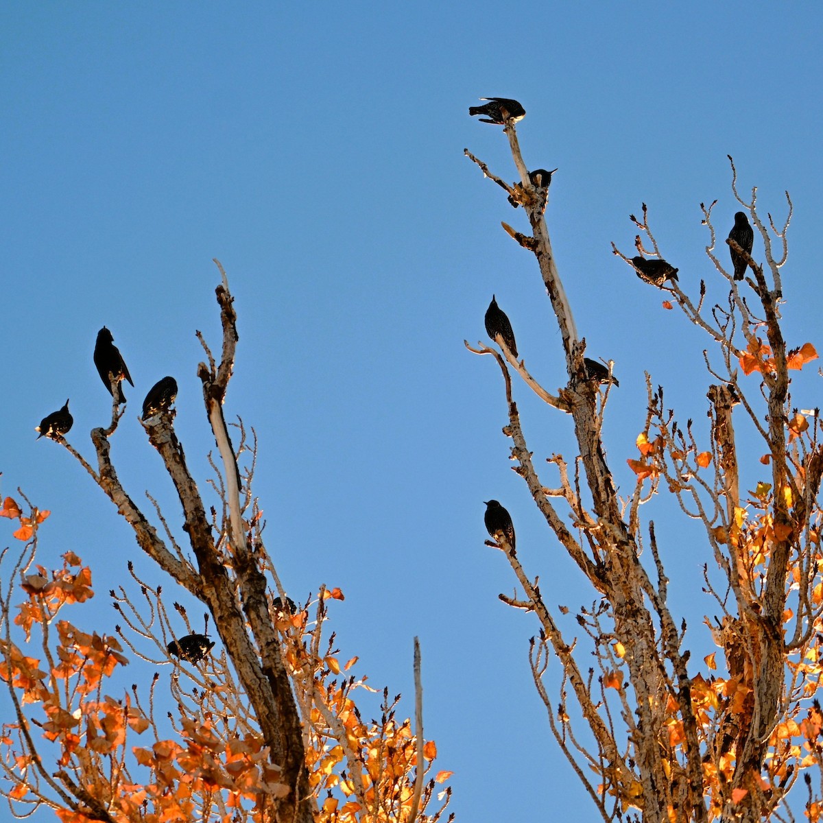 European Starling - ML646424235