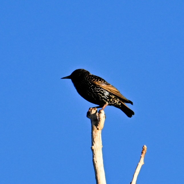 European Starling - ML646424238