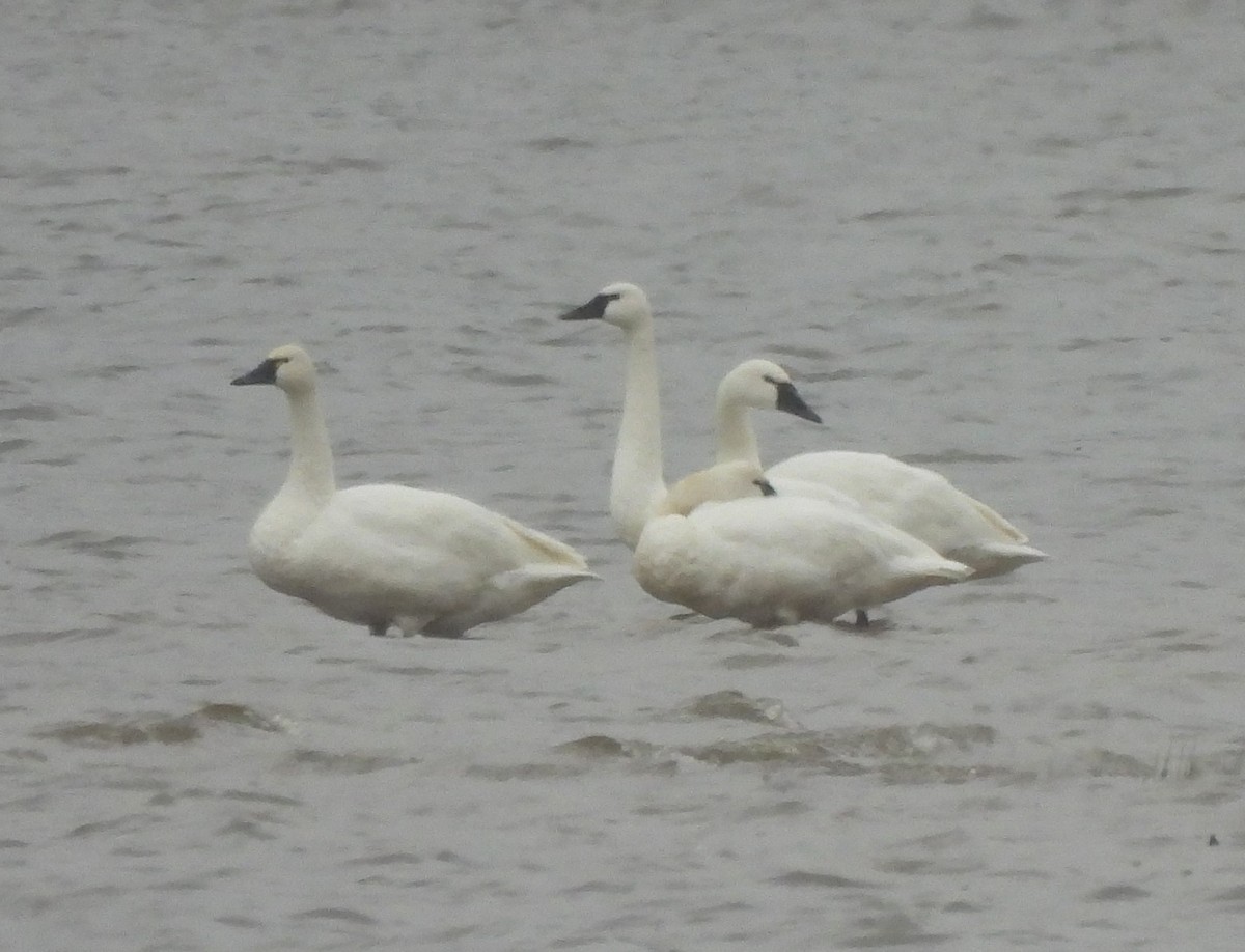 ברבור קטן - ML646424244