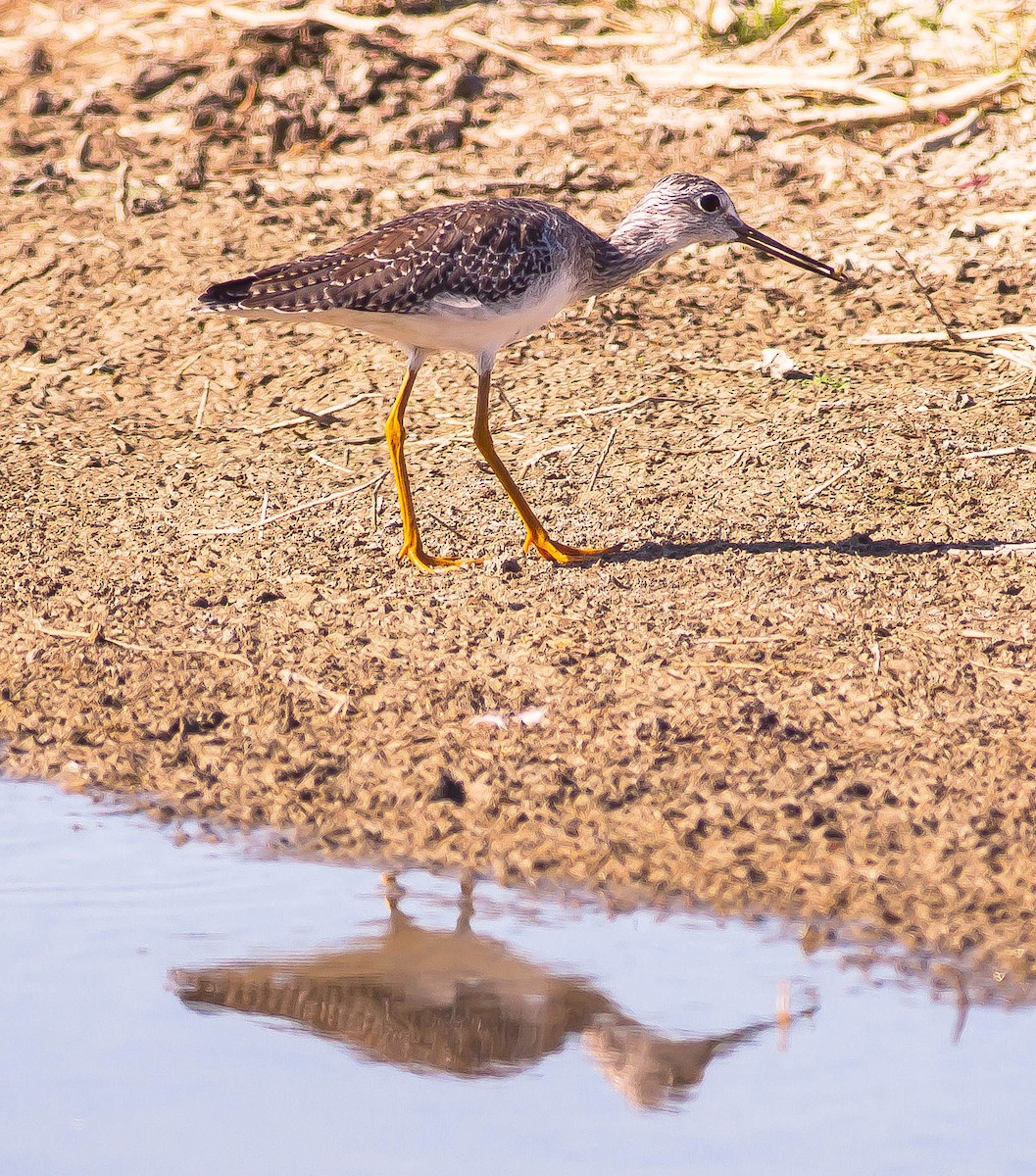 Greater Yellowlegs - ML646424246