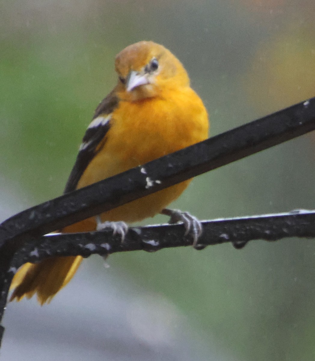 trupiál baltimorský - ML646424247