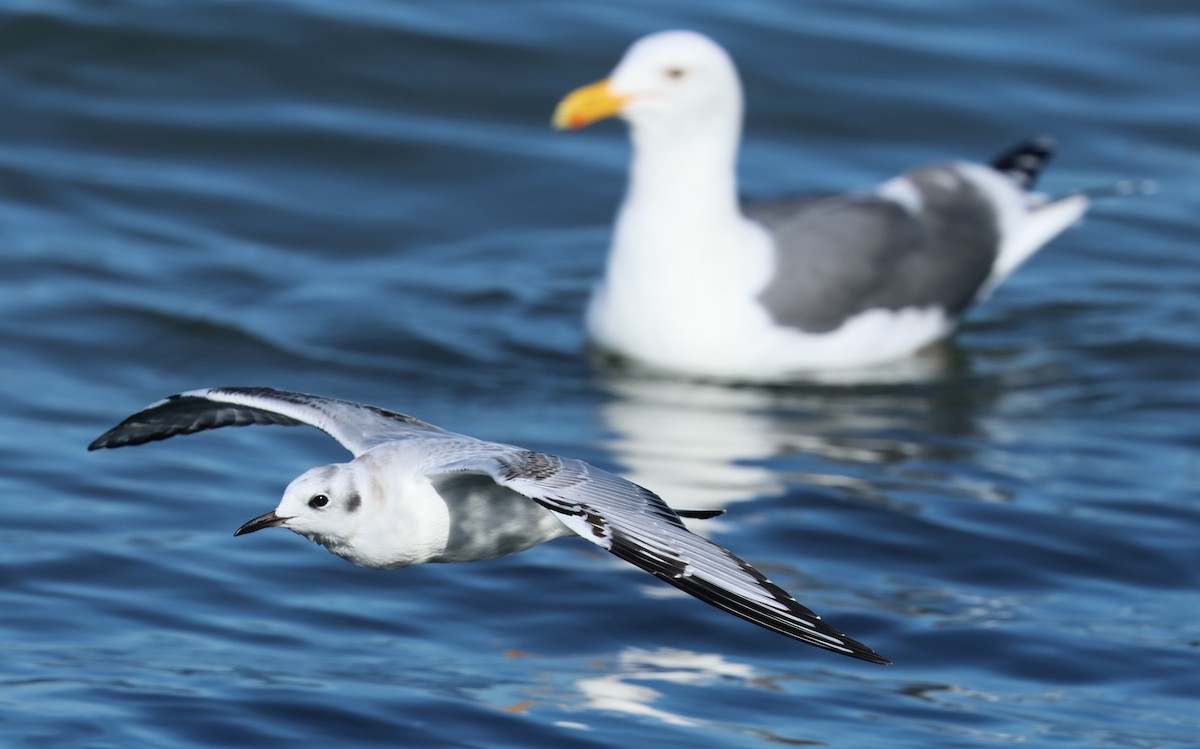 Bonaparte's Gull - ML646424248