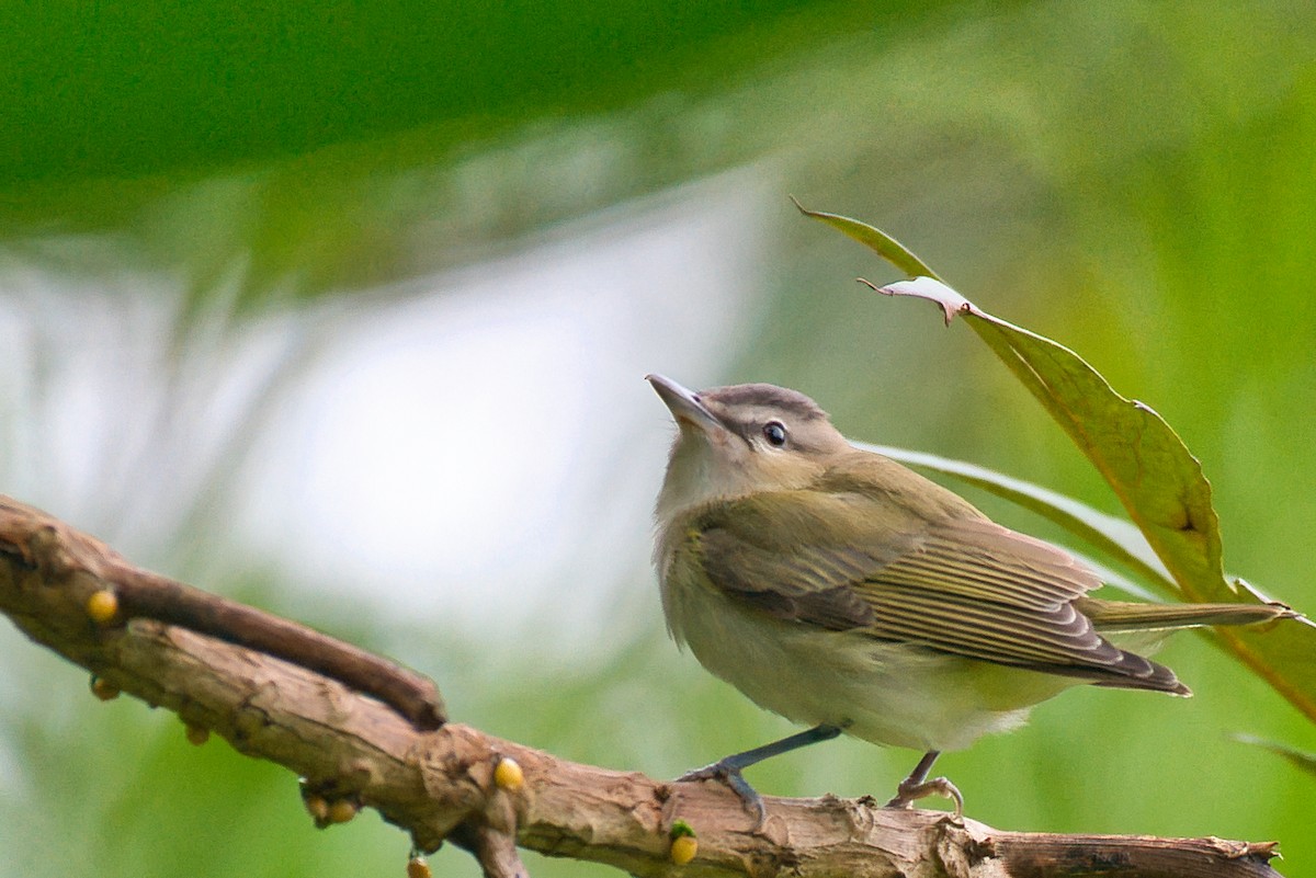 Red-eyed Vireo - ML646424256