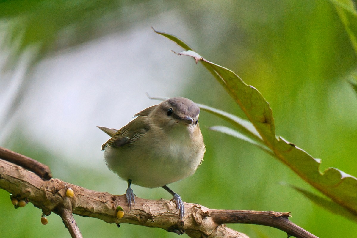 Red-eyed Vireo - ML646424259