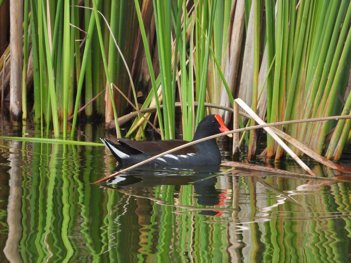 Common Gallinule - ML646424261