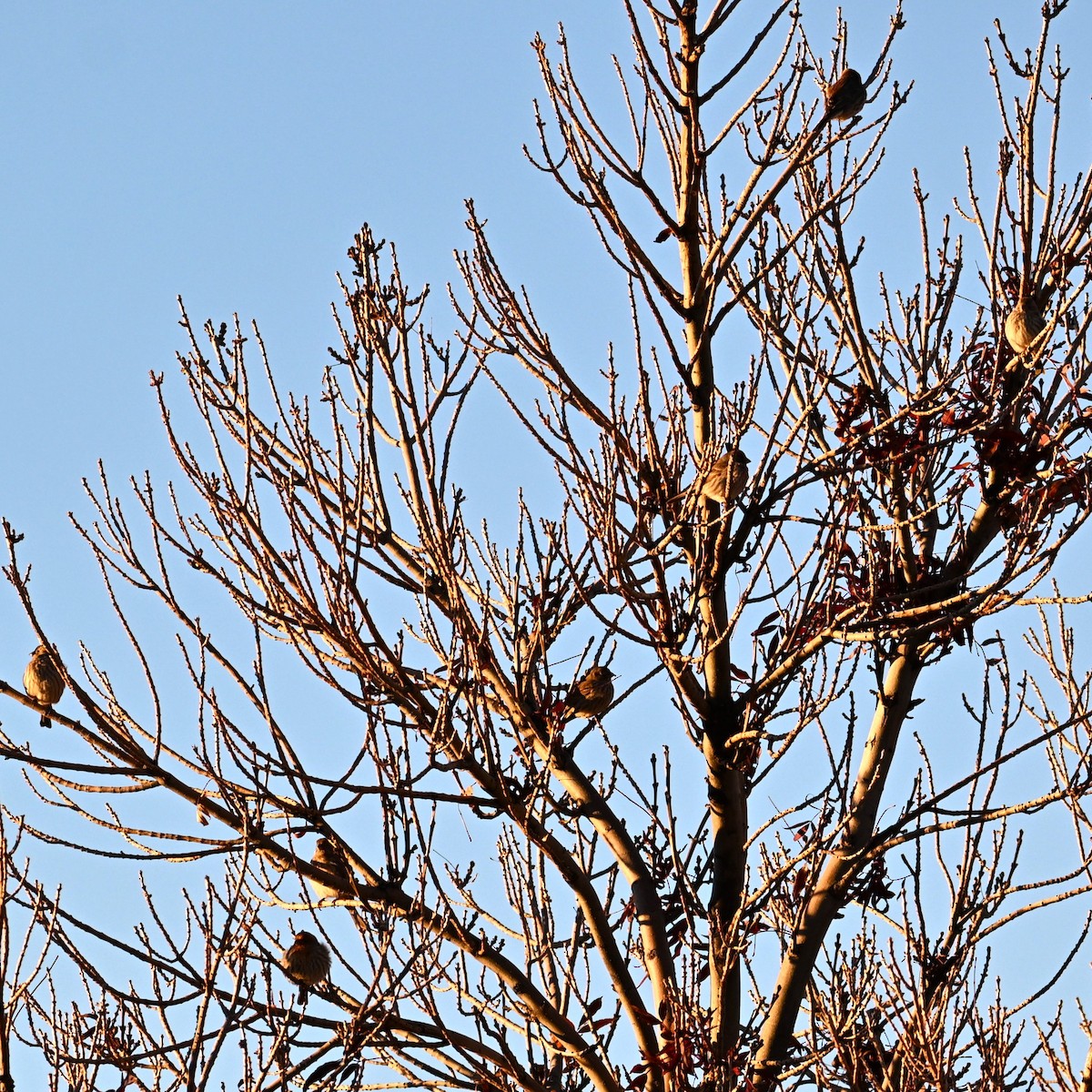 House Finch - ML646424262