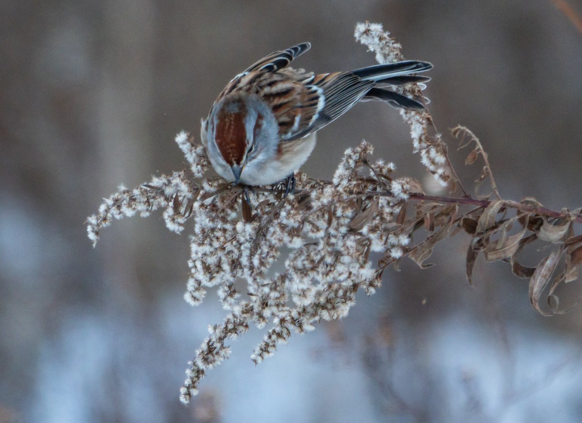 American Tree Sparrow - ML646424263