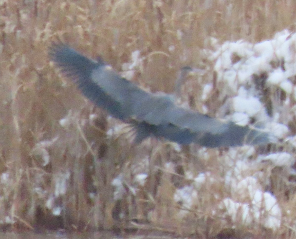 Great Blue Heron - ML646424265