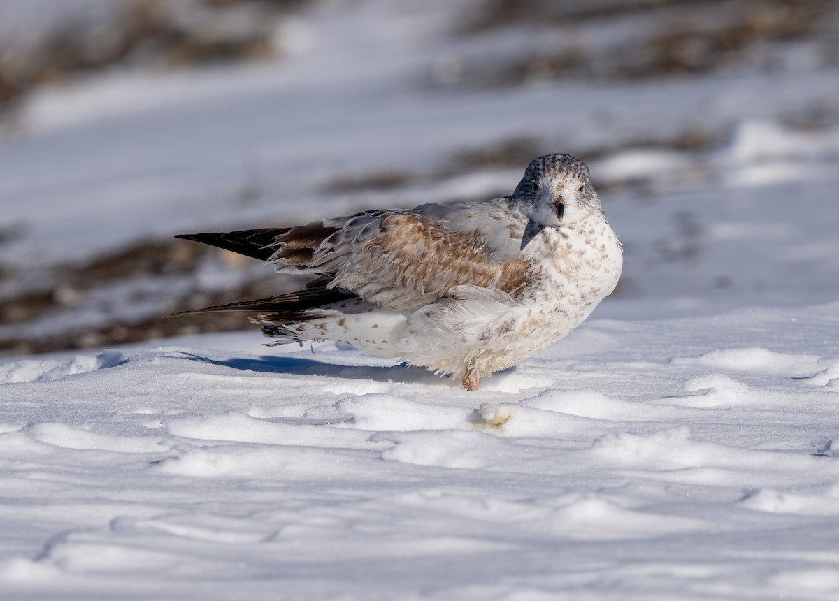 Ring-billed Gull - ML646424266