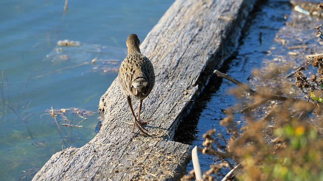 Ridgway's Rail - ML646424267