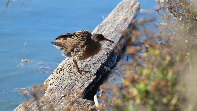 Ridgway's Rail - ML646424268