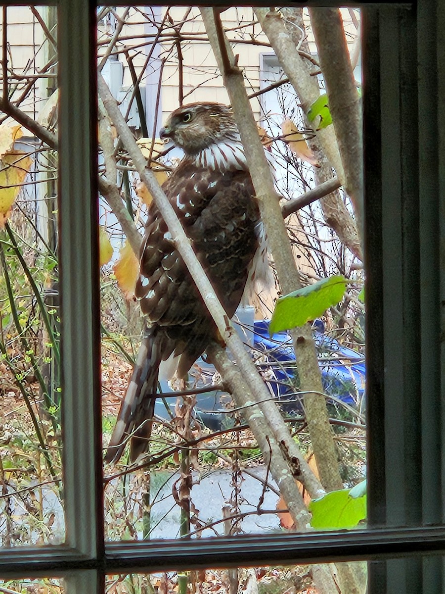 Cooper's Hawk - ML646424269