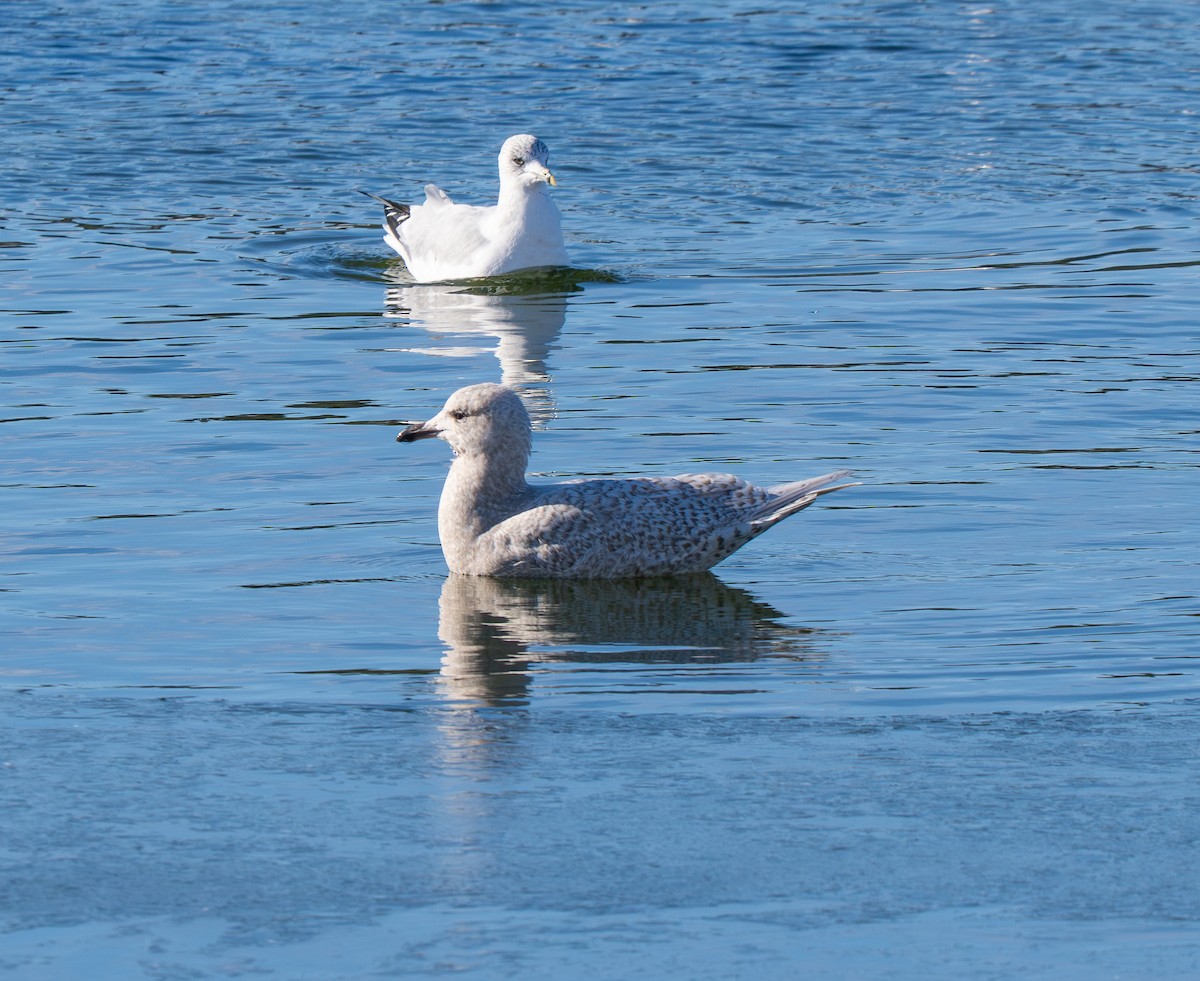 Iceland Gull - ML646424271