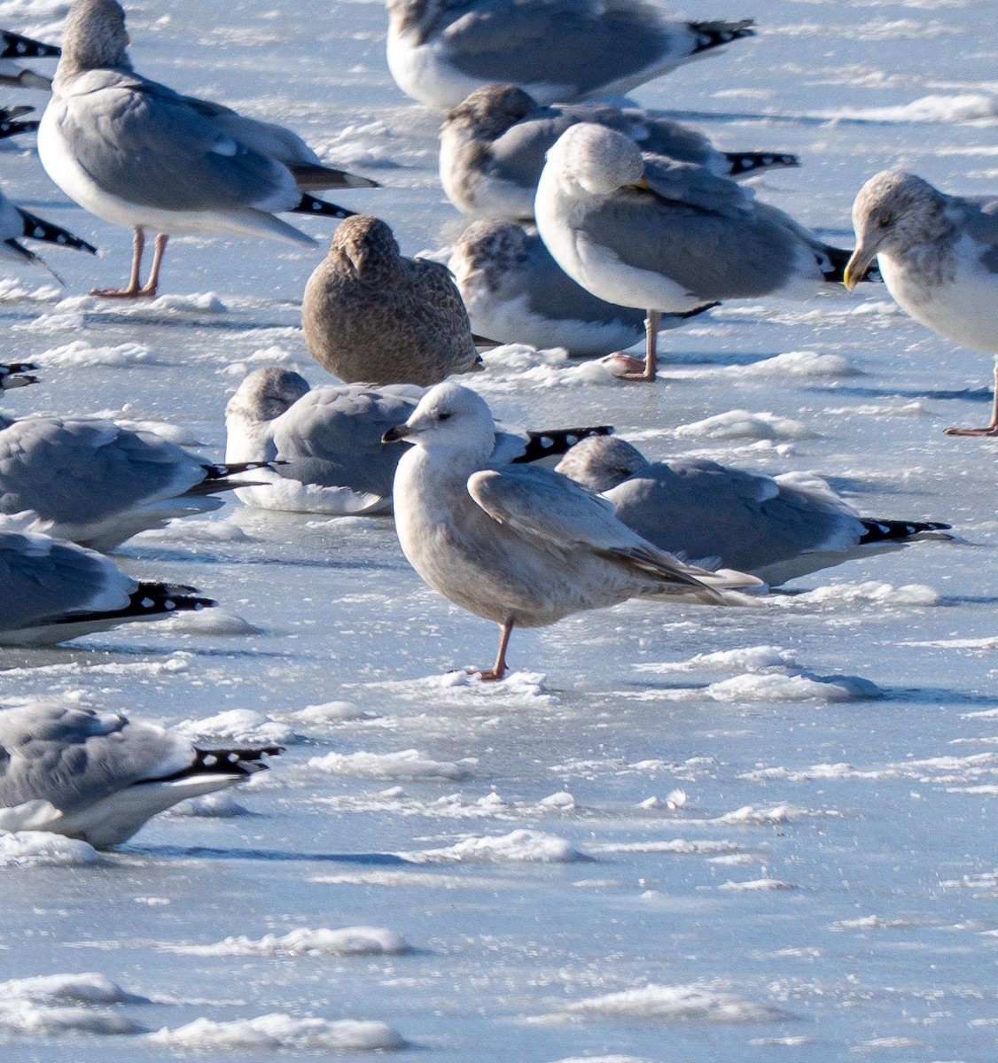 Iceland Gull - ML646424272