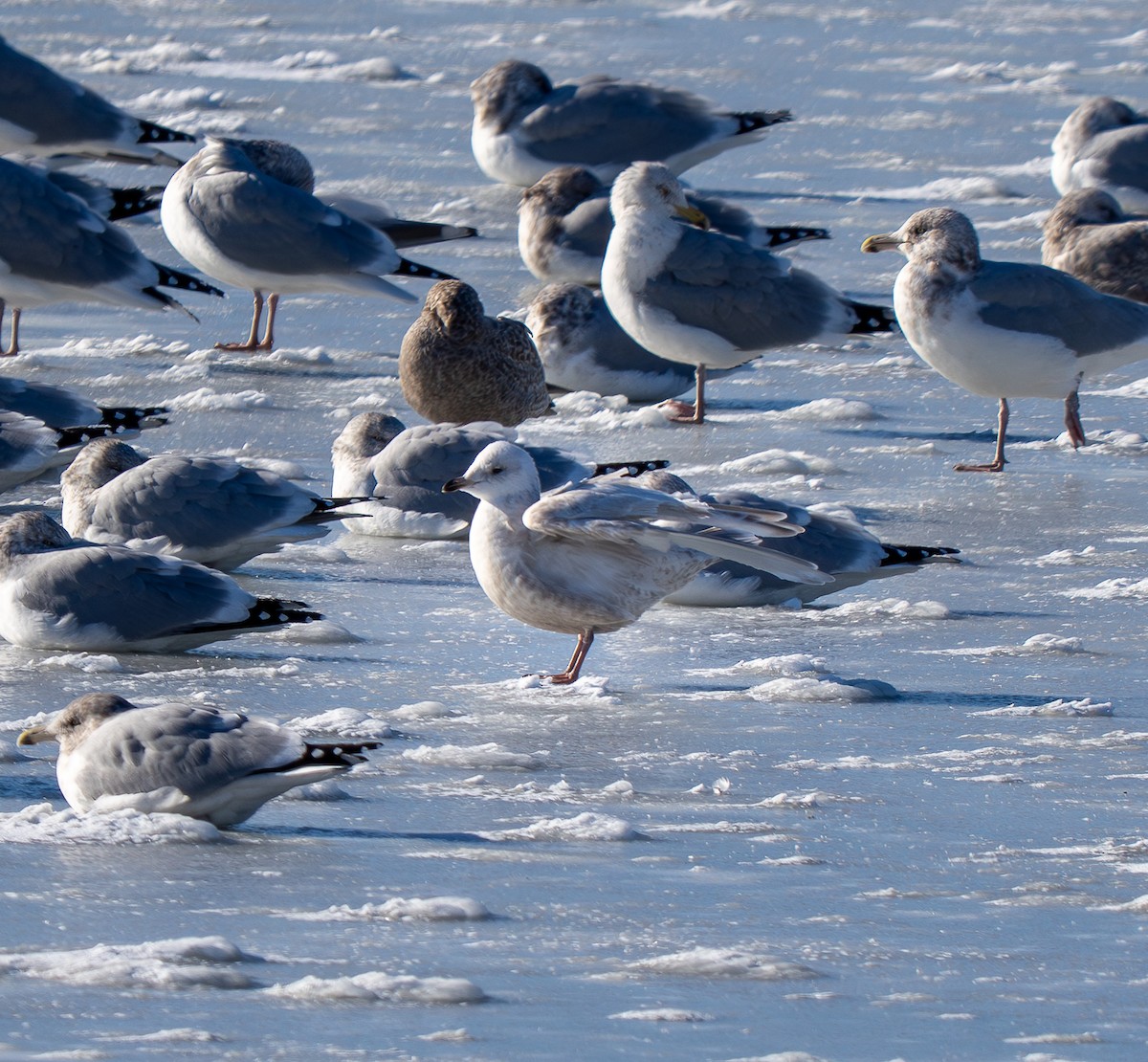Iceland Gull - ML646424273