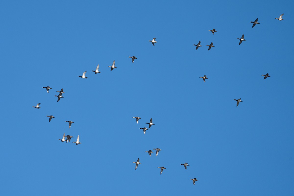 環頸潛鴨 - ML646424277