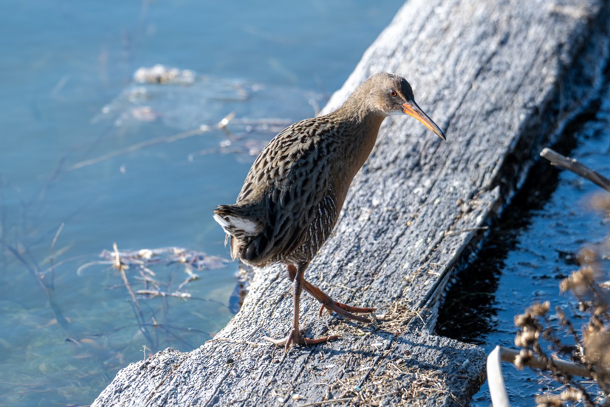 Ridgway's Rail - ML646424279