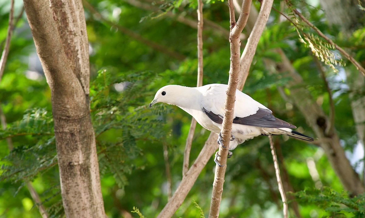 ソデグロバト - ML646424280