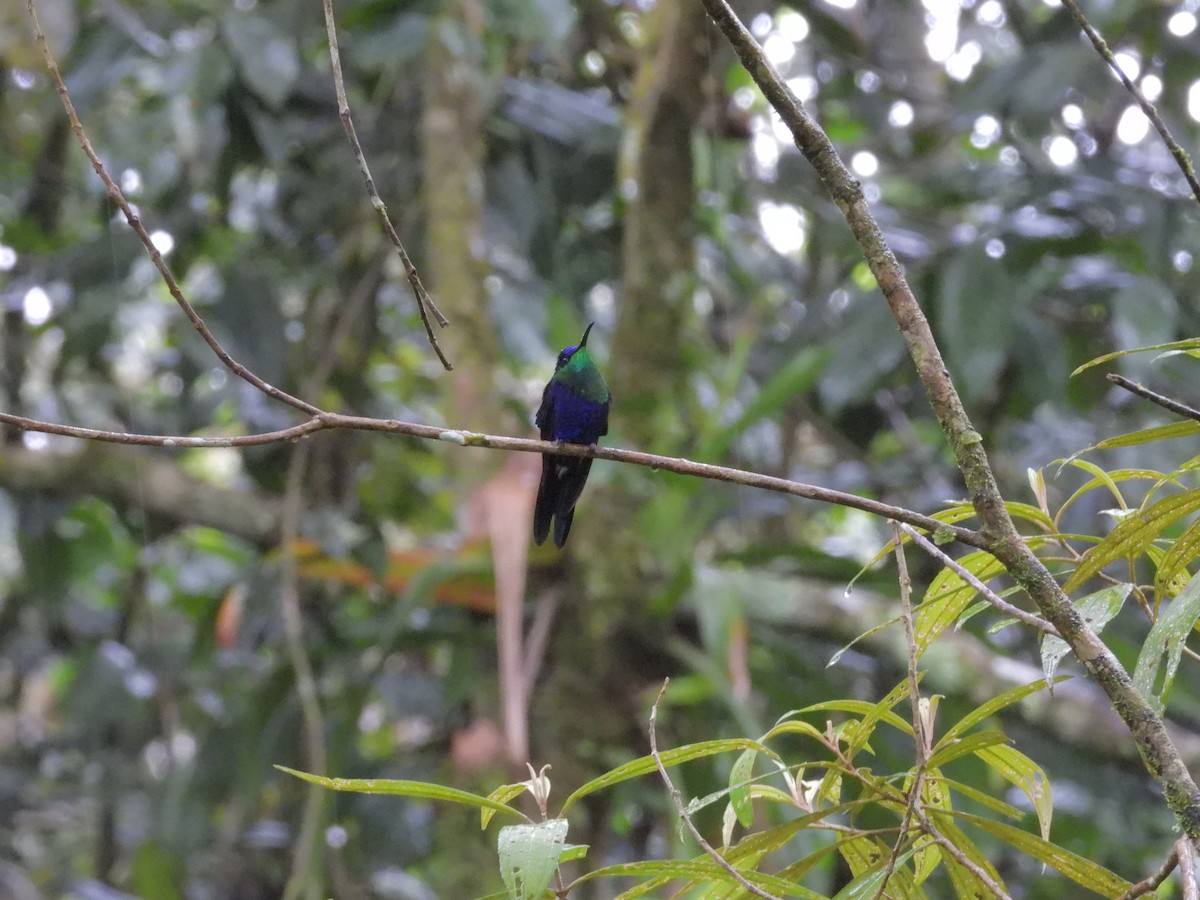 Crowned Woodnymph - ML646424281