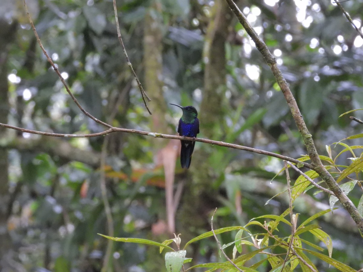 Crowned Woodnymph - ML646424282