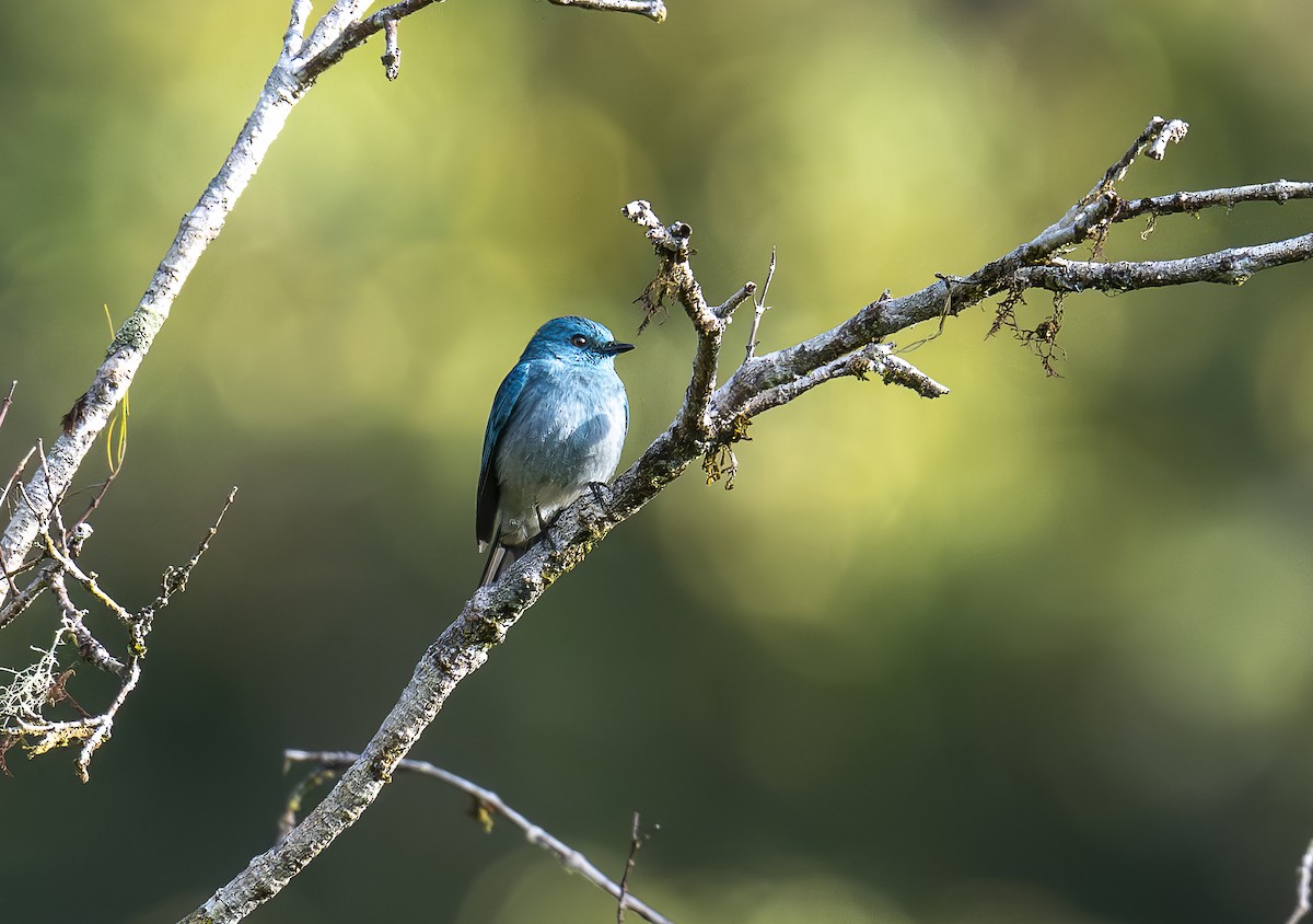 Turquoise Flycatcher - ML646424283