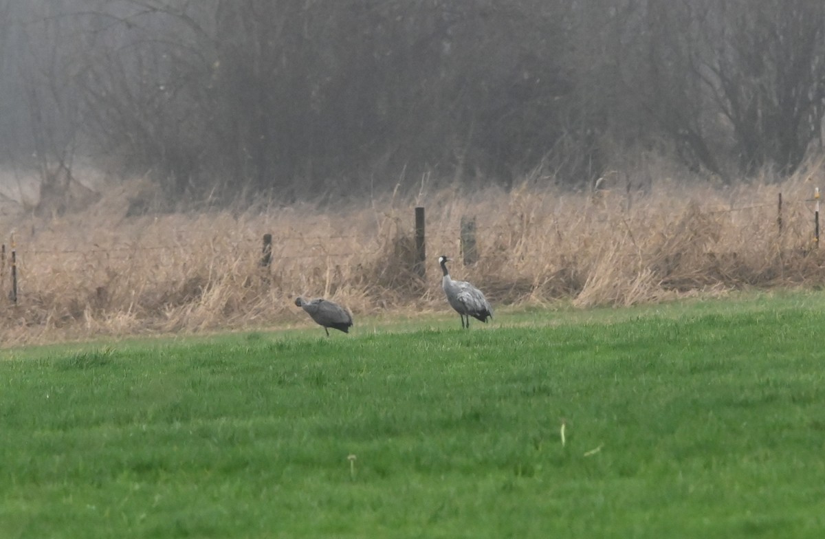 Grulla Común - ML646424284