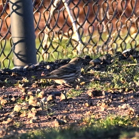 House Finch - ML646424285