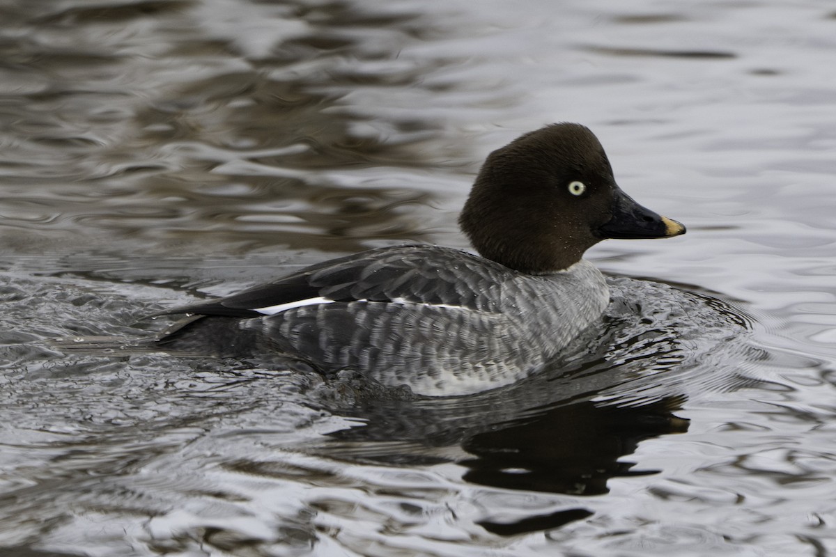 Common Goldeneye - ML646424286