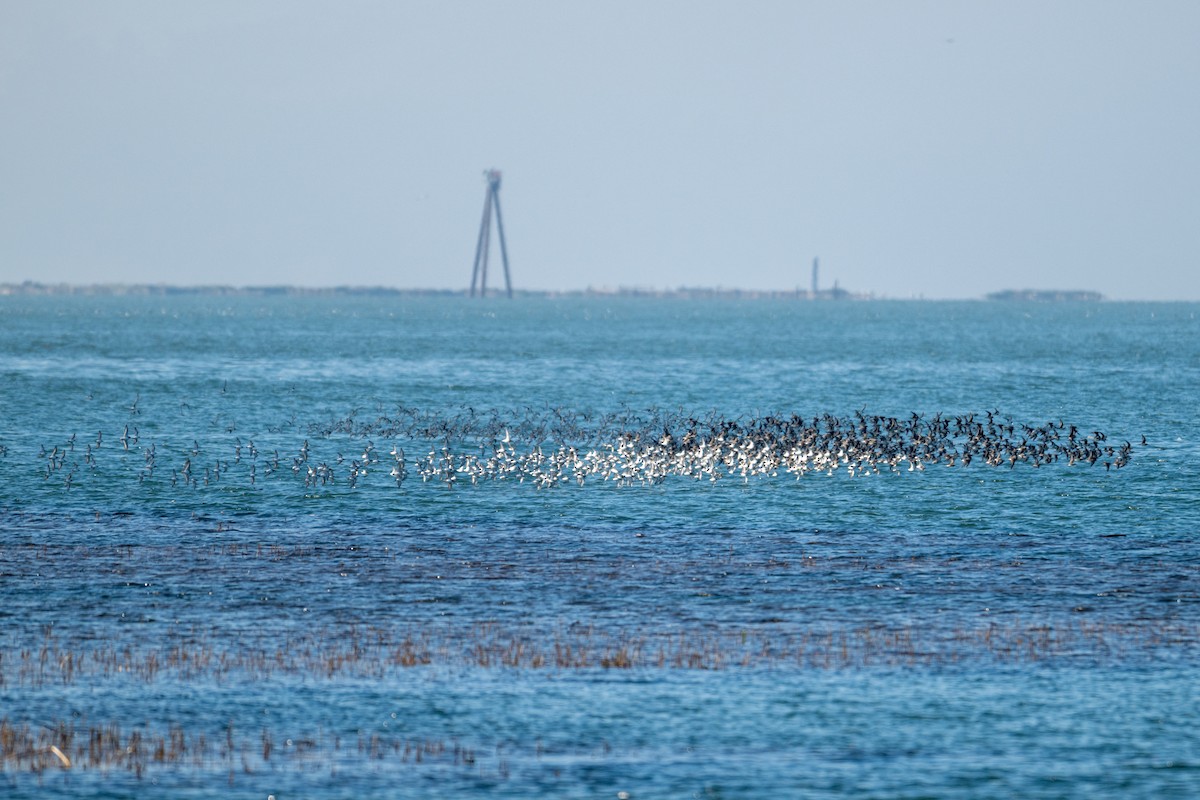 peep sp. - ML646424287