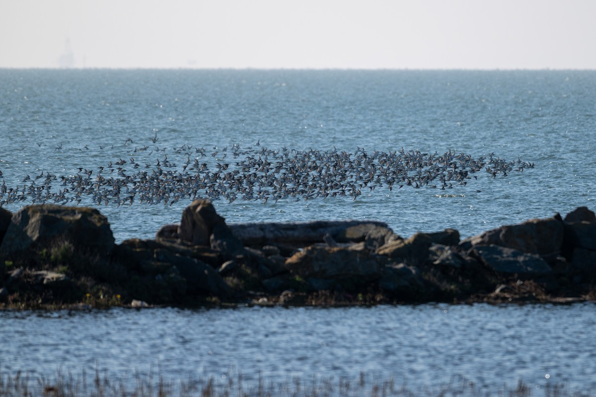 peep sp. - ML646424288