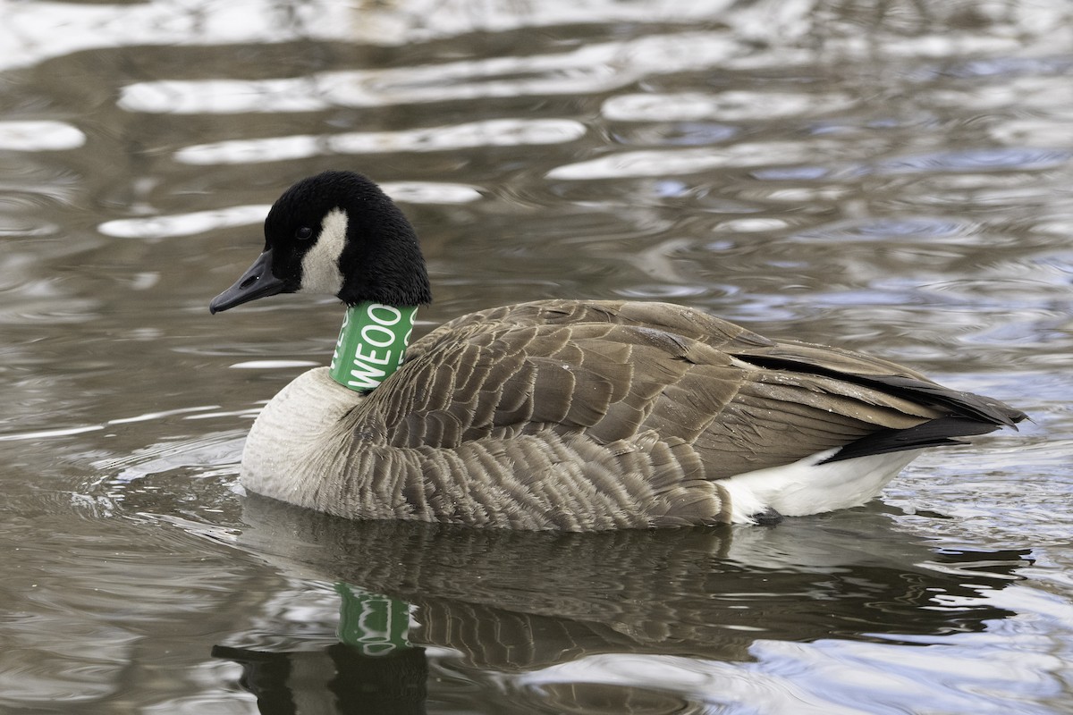 Canada Goose - ML646424292
