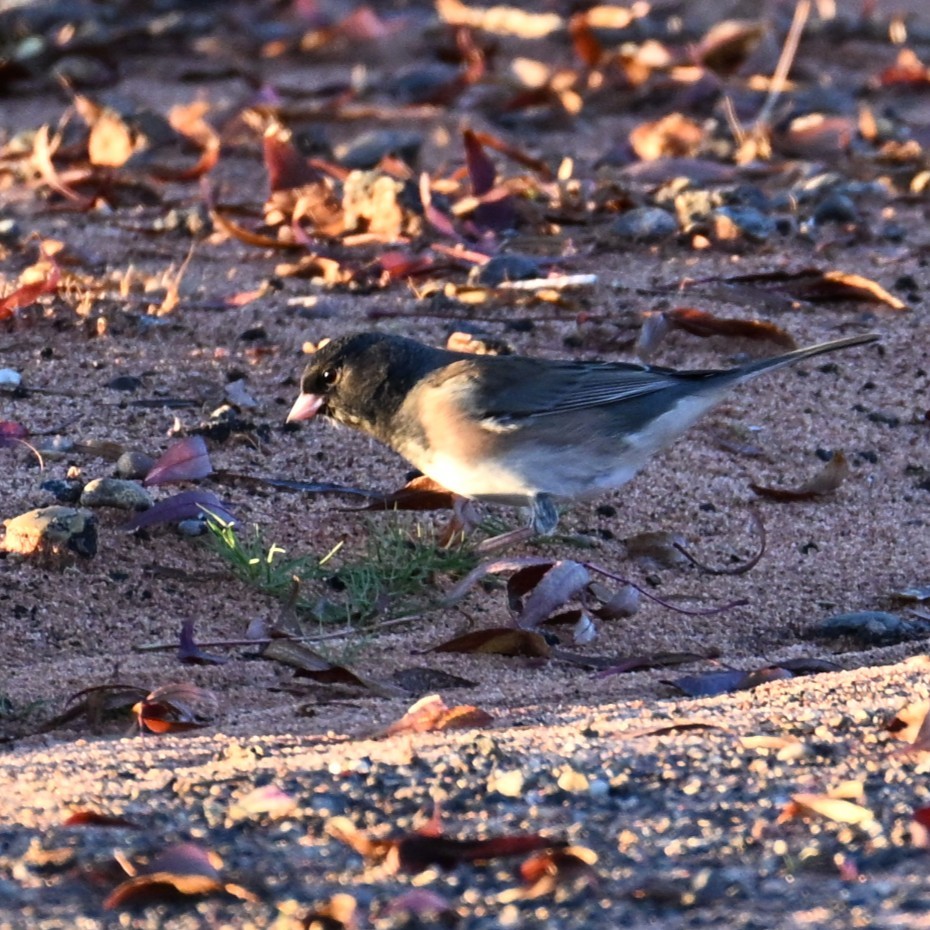 Dark-eyed Junco - ML646424293