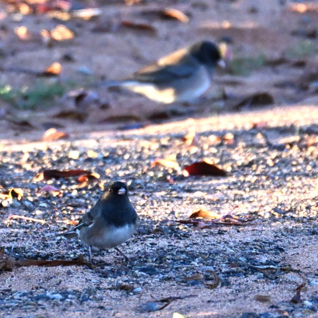 Dark-eyed Junco - ML646424294