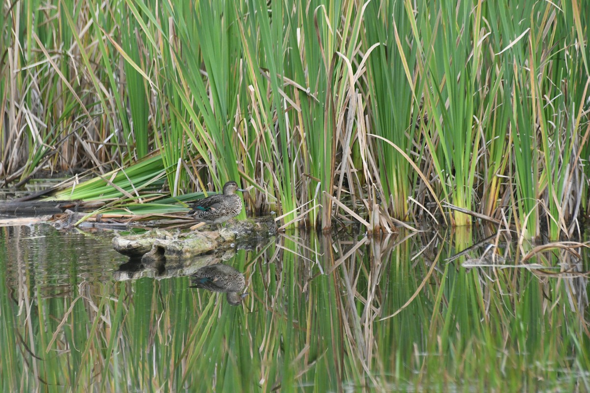 Krickente - ML646424295