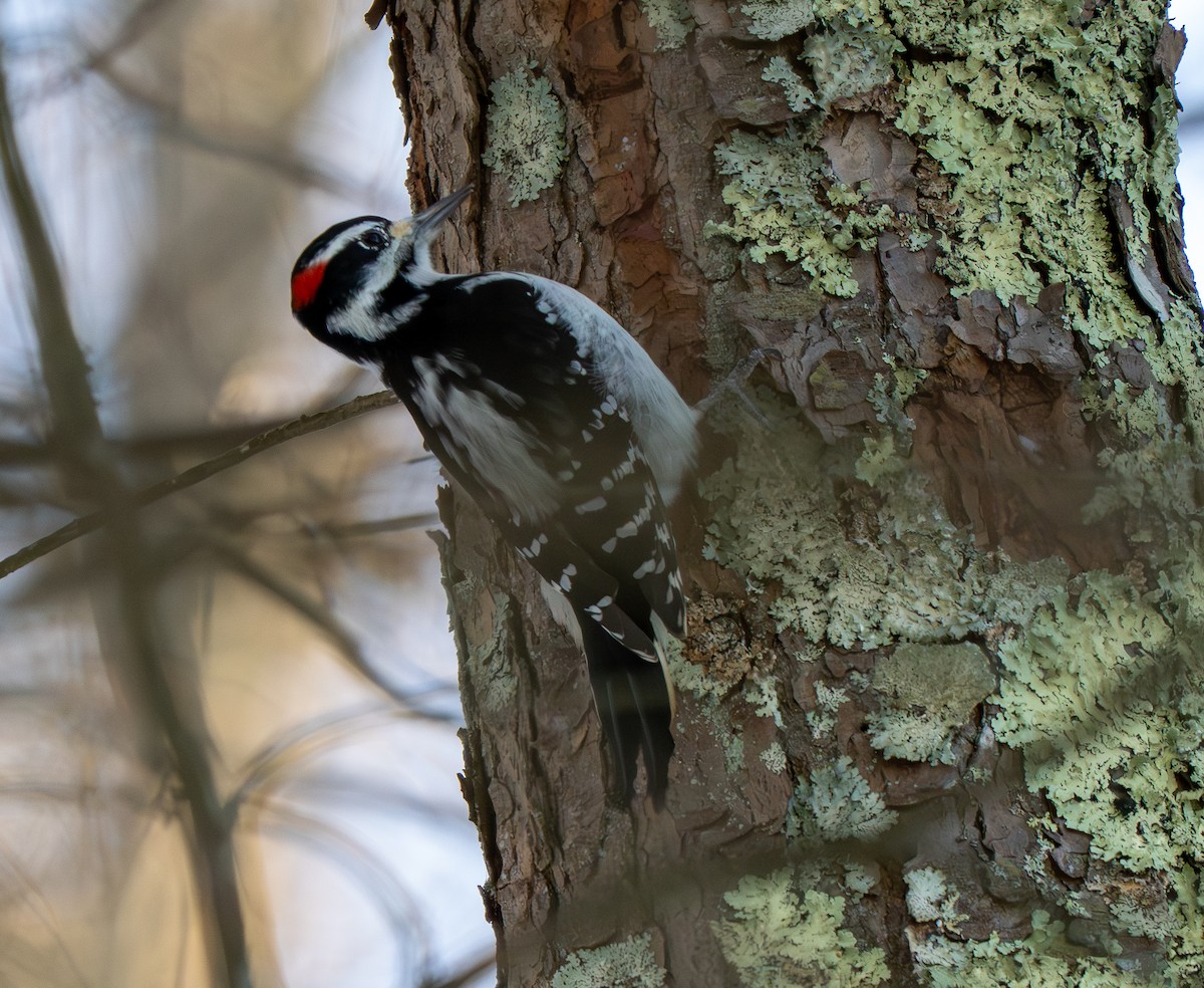 Hairy Woodpecker - ML646424297