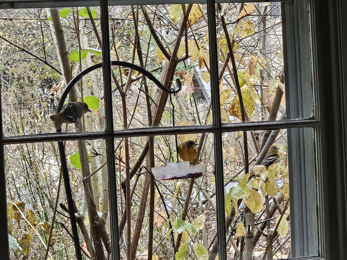 Baltimore Oriole - ML646424298