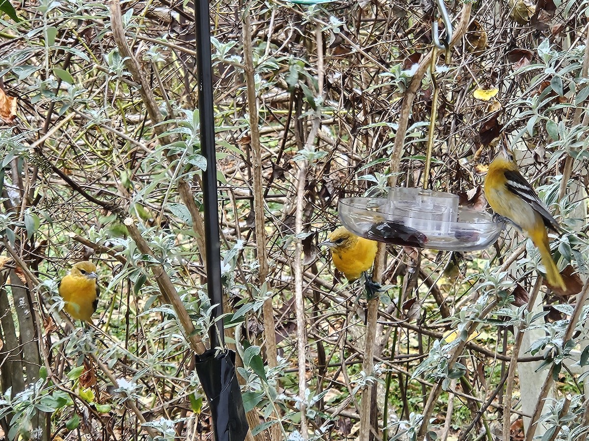 Baltimore Oriole - ML646424299