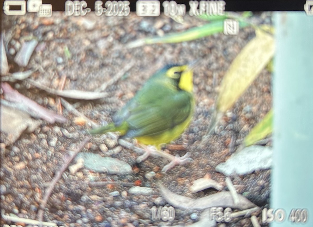 Kentucky Warbler - ML646424300