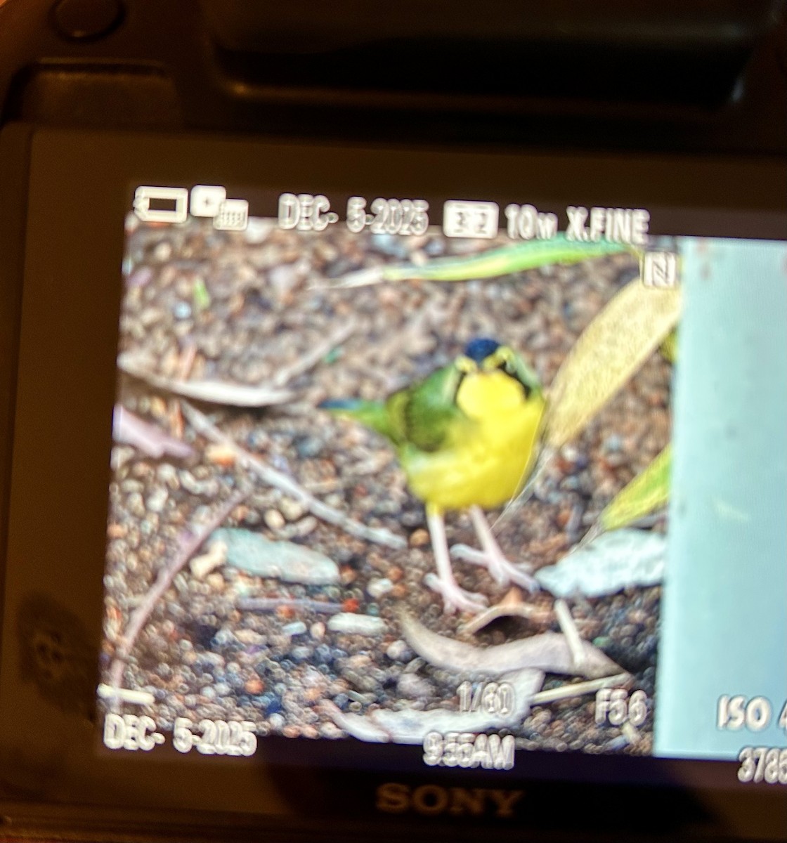 Kentucky Warbler - ML646424301