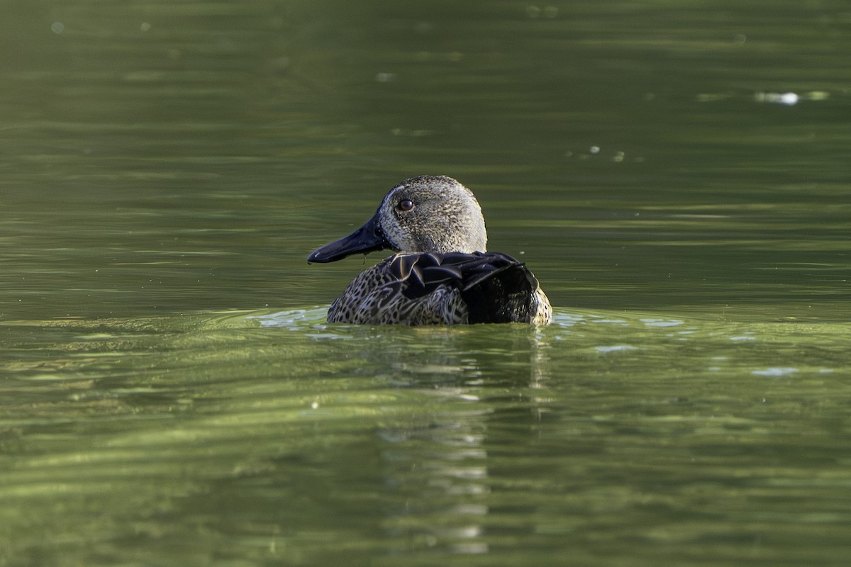 Blue-winged Teal - ML646424303