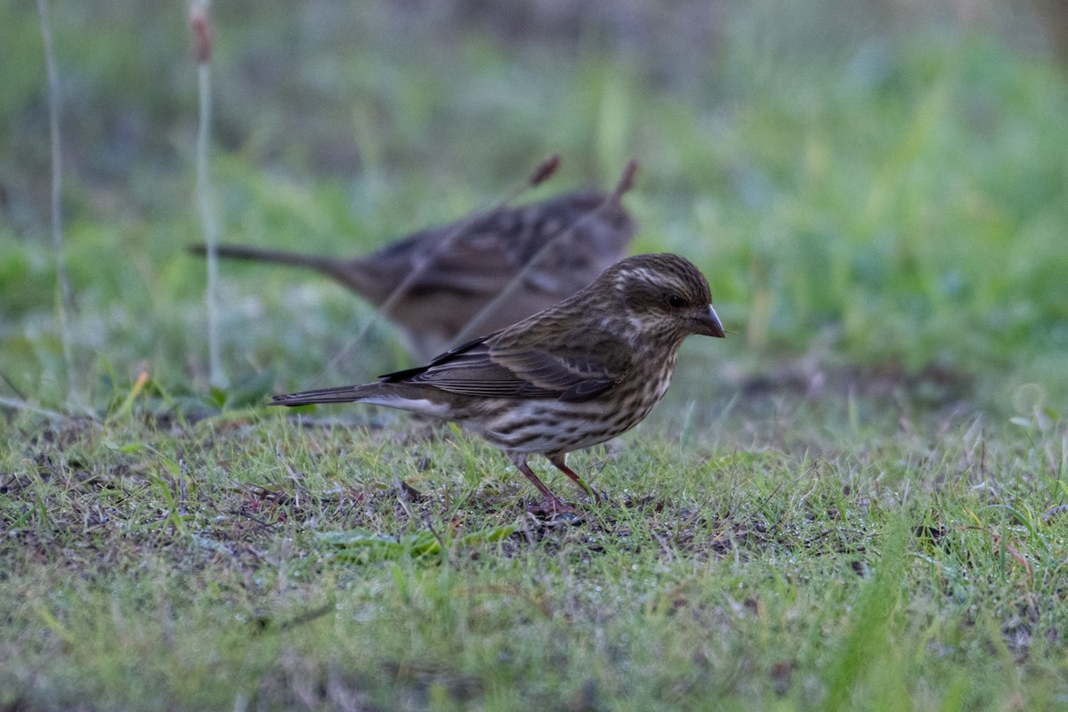 Purpurgimpel - ML646424307