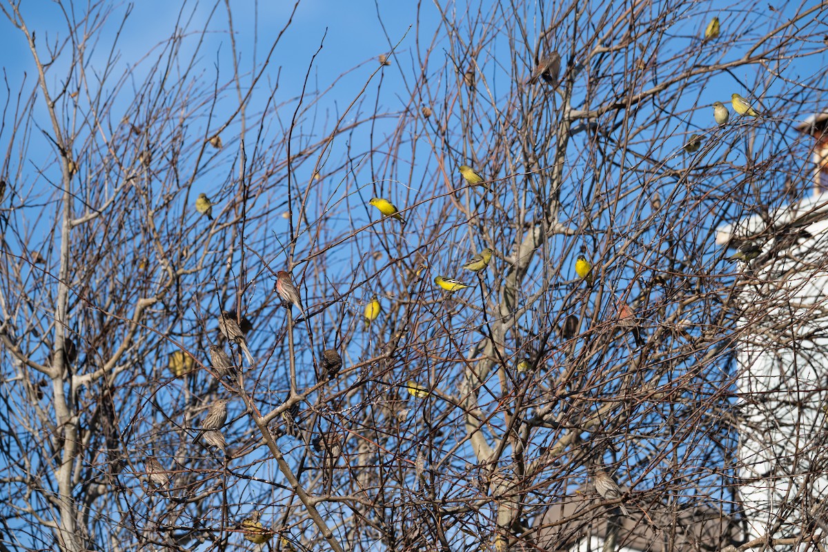 Lesser Goldfinch - ML646424316