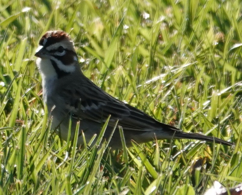 Lark Sparrow - ML646424318