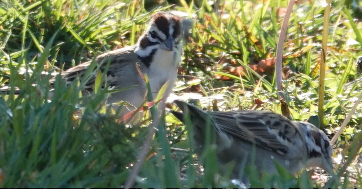 Lark Sparrow - ML646424319